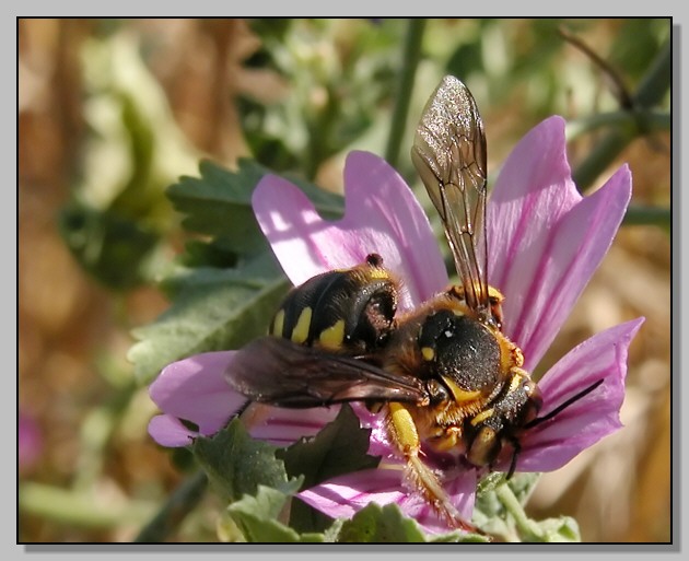 Anthidium florentinum...scomponibile